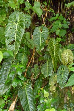 Pictured in Valle del Cauca, Colombia Image Copyright © 2015 by Bruce Dunstan
