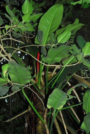 Pictured in the Botanischer Garten der Philipps-Universität Marburg (Germany) Image Copyright © 2011 by David Scherberich