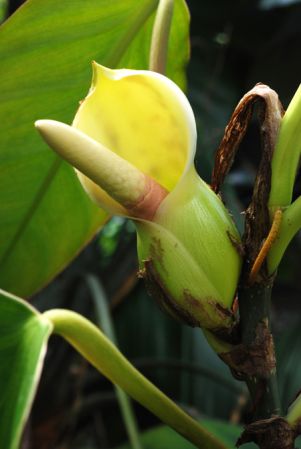 Croat 102968 from Regina, French Guiana Pictured at the Jardin Botanique de Lyon (France) Image Copyright © 2014 by David Scherberich