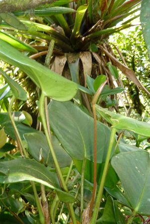 Pictured in Cerro Chucanti, Panama Image Copyright © 2015 by Bruce Dunstan