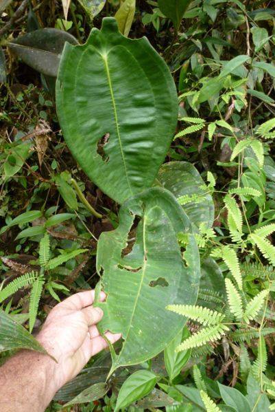 文件:AnthpeltigerumBD 02.jpg