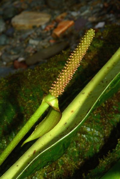 文件:AnthpenningtoniiCroat 04.jpg