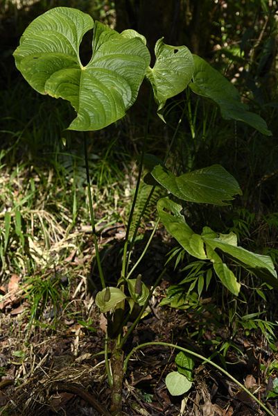 文件:AnthsilvigaudensFMP 01.jpg