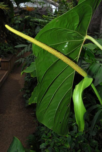 文件:Anthstandleyi130451 04.jpg