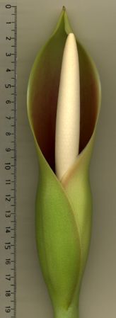 Pictured at the Jardin Botanique de Lyon (France) Image Copyright © 2006 by David Scherberich