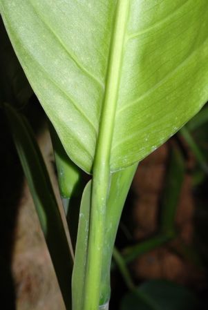 PB03-591, pictured at the Jardin Botanique de Lyon (France) Image Copyright © 2013 by David Scherberich