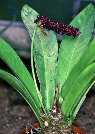 Pictured at the Jardin Botanique du Montet (Nancy, France) Image Copyright © 2003 by David Scherberich
