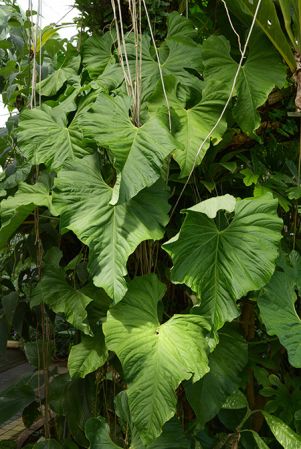 Pictured at the Jardin Botanique du Montet (Nancy, France) Image Copyright © 2022 by David Scherberich