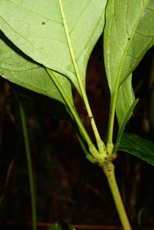 Croat 105732 pictured near Puerto Morona (Morona-Santiago, Ecuador) Image Copyright © 2015 by David Scherberich