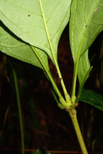 文件:AnthcroatiiCroat 03.jpg