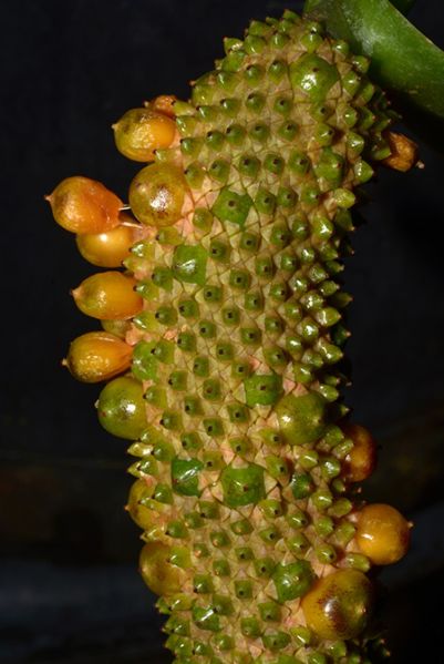 文件:AnthguildingiiDS 02.jpg