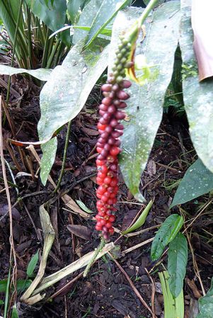 Pictured in cultivation in Volcan, Panama Image Copyright © 2016 by Bruce Dunstan