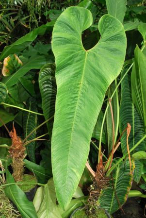 Pictured in the Botanischer Garten der Universitat Göttingen (Germany) Image Copyright © 2011 by David Scherberich