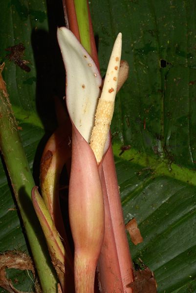 文件:Philoasplundii 06.jpg