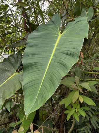 Pictured in Parque Nacional Braulio Carrillo, Costa Rica Image Copyright © 2021 by Fred Muller