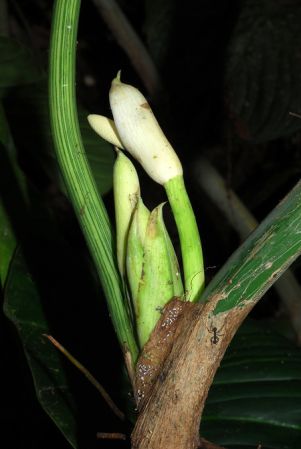 Croat 104563, pictured in Carchi, Ecuador Image Copyright © 2013 by David Scherberich