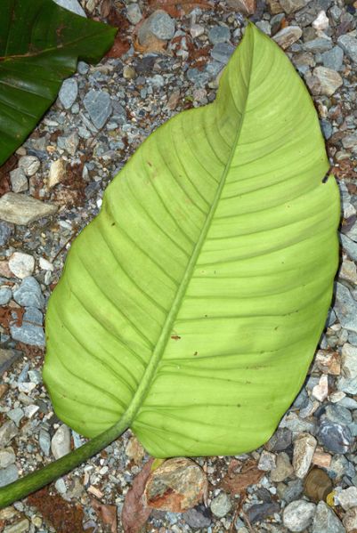 文件:PhiloruiziiCroat 05.jpg