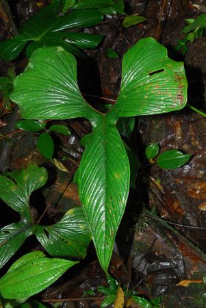 Croat 104145, pictured in Esmeraldas, Ecuador Image Copyright © 2013 by David Scherberich