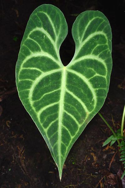 文件:AnthleuconeurumFM 03.jpg