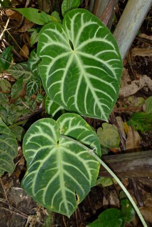 Pictured in Santander, Colombia Image Copyright © 2015 by Bruce Dunstan