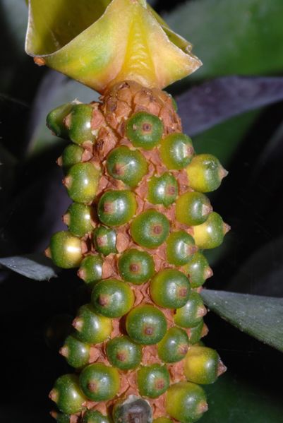 文件:Anthparasiticum 04.jpg