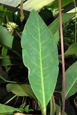 From Mexico (Jalisco, 1000m), pictured in the Botanischer Garten der Universitat Göttingen (Germany) Image Copyright © 2011 by David Scherberich