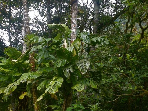 Pictured in San Ramon (Junin), Peru Image Copyright © 2013 by Frieda Billiet