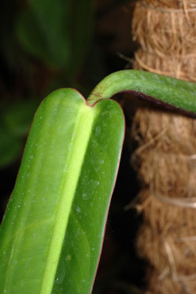 文件:Philobicolor 04.jpg