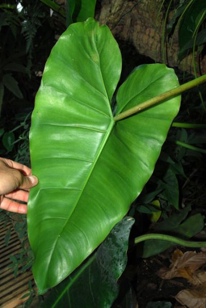 文件:Philoscottmorianum 03.jpg
