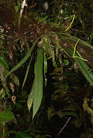 Croat 105944 pictured in Lumbaqui (Sucumbios, Ecuador) Image Copyright © 2015 by David Scherberich