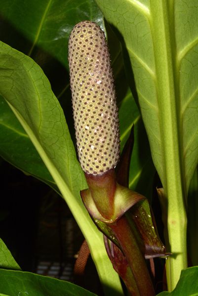 文件:Anthcubense 07.jpg