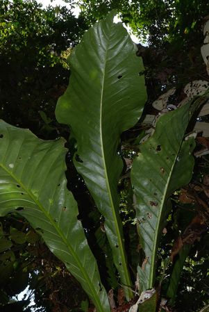 Croat 106054 pictured along Rio Piatua (Napo, Ecuador) Image Copyright © 2015 by David Scherberich