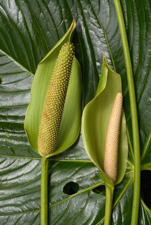 Croat 105814 pictured in Napo, Ecuador Image Copyright © 2015 by David Scherberich