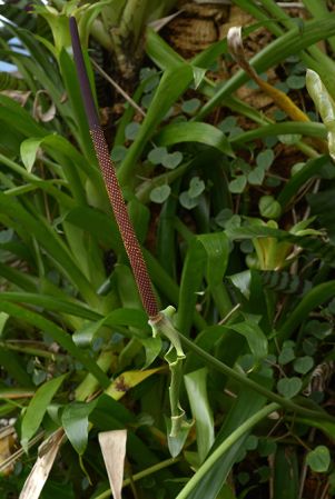 Pictured at the Jardin Botanique de Lyon (France) Image Copyright © 2022 by David Scherberich