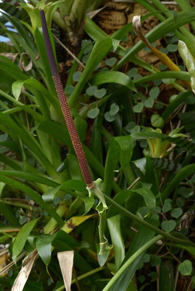 文件:AnthmacdanieliiCroat 12.jpg