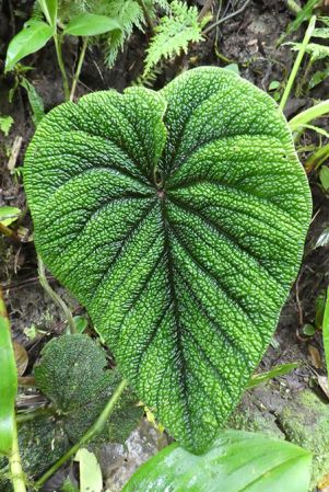 Pictured in Nutibara, Antioquia, Colombia Image Copyright © 2019 by Bruce Dunstan