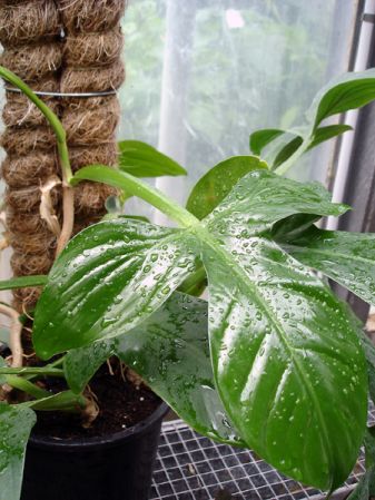 From Loreto, Peru. Pictured at the Jardin Botanique du Montet (Nancy, France) Image Copyright © 2006 by David Scherberich