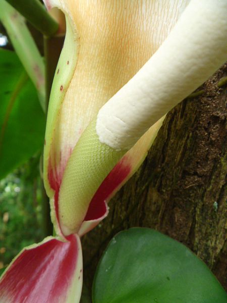 文件:Philocorreae 05.jpg