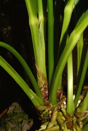 Pictured in the Botanischer Garten München (Germany) Image Copyright © 2016 by David Scherberich