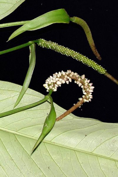 文件:AnthmicheliiSL 01.jpg