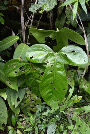 Croat 105601 pictured near Shell (Pastaza, Equador) Image Copyright © 2015 by David Scherberich