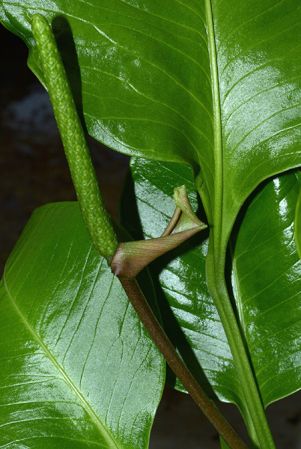 From Canar/Ecuador, pictured in Royal Botanic Gardens, Kew Image Copyright © 2015 by David Scherberich