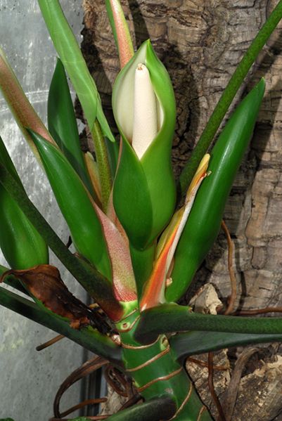 文件:PhiloadvenaBR 04.jpg