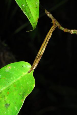 Pictured in Esmeraldas, Ecuador Image Copyright © 2013 by David Scherberich