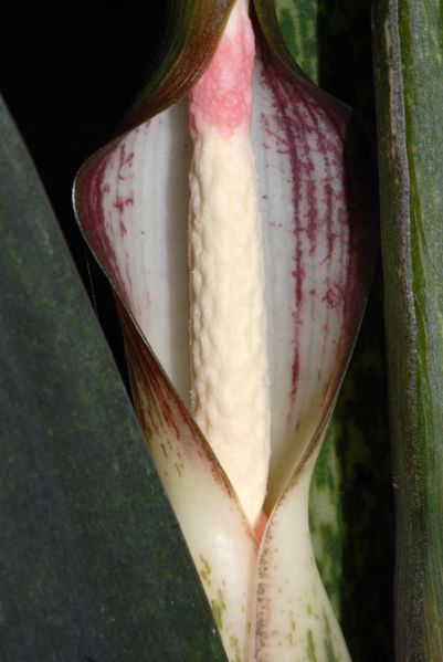 文件:Alocbrancifolia 04.jpg