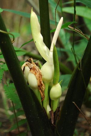 Pictured in Borneo: Sarawak Image Copyright © 2011 by Lars Nauheimer