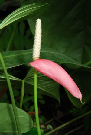 Pictured in the Botanischer Garten der Universitat Göttingen (Germany) Image Copyright © 2011 by David Scherberich