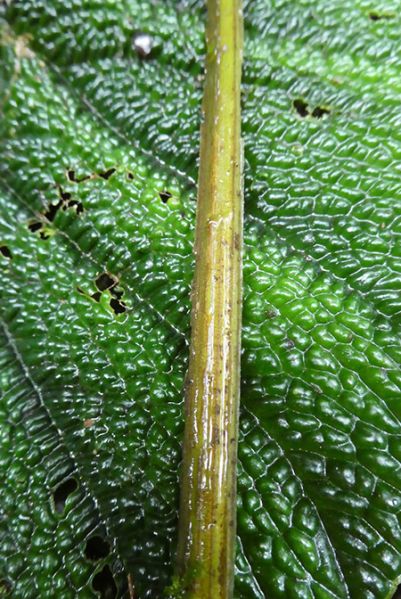 文件:AnthnutibarenseBD 09.jpg