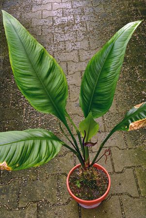 Pictured in the Botanischer Garten München (Germany) Image Copyright © 2016 by David Scherberich