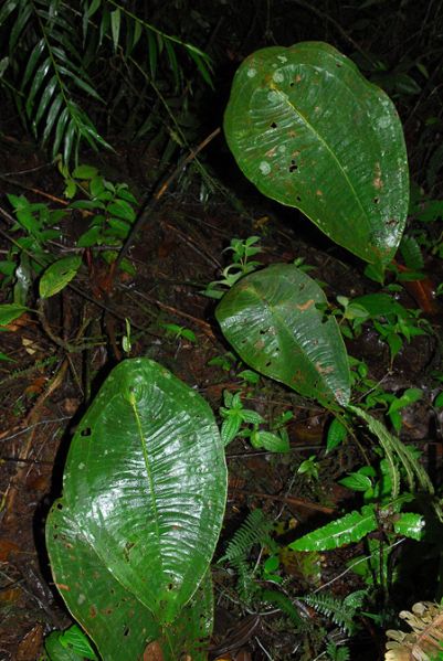 文件:Anthpeltigerum 01.jpg